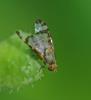 Sphenella marginata